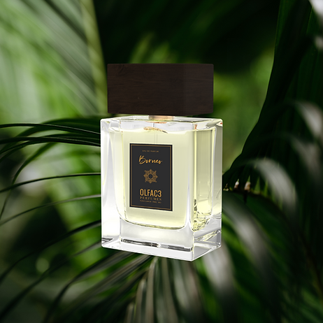 OLFAC3 Perfume: Borneo EDP