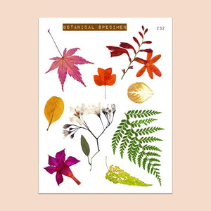 PAPERGEEK Cozy Fall - Clear Fall Leaves Stickers Botanical Specimen 232